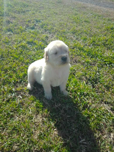 Imagen 9 de 10 de Cachorros Golden Super Hermosos