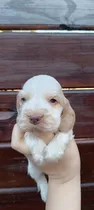 Comprar Cocker Spaniel Negro Y Fuego