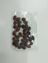 Comprar Mística Lluvia Dorada - 40 Semillas Convencionales Árboles