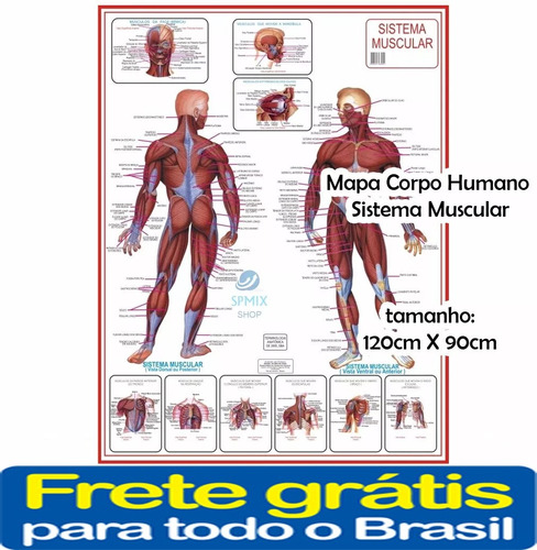 Mapa Do Corpo Humano Sistema Muscular Anatomia Frete Gratis