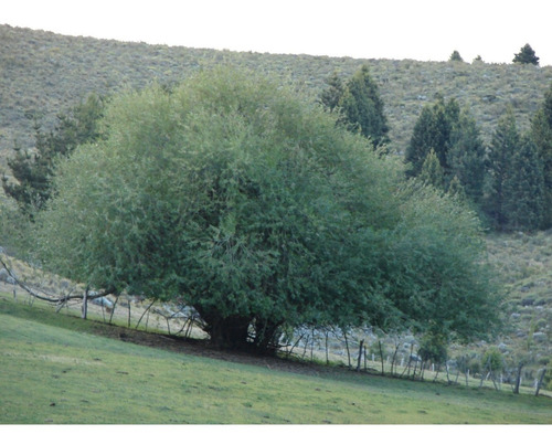 Terreno En La Cordillera. Esquel