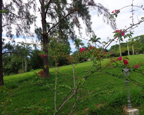 Imagem 5 de 6 de Terreno - Te00348 - 31964839