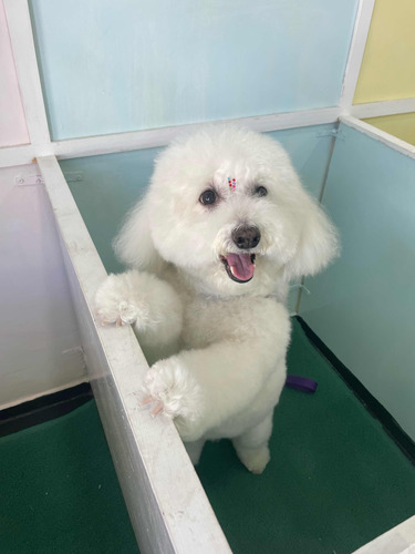 Curso De Peluquería Canina Inicial