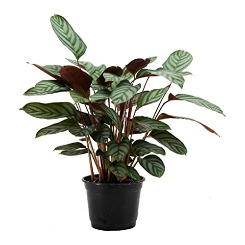 Planta Exótica Viva Ctenanthe, Planta Calathea Silver ...