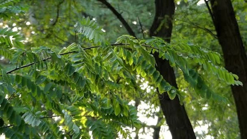 Nuevo Pin Masónico - Rama De Acacia - Masón, Rosacruz