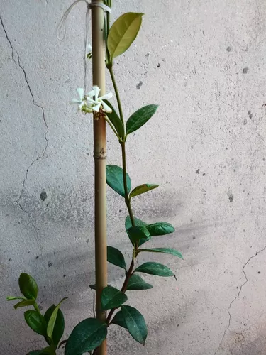 Planta Jazmín De Leche (trachelospermum Jasminoides) en venta en por sólo $  3,  Argentina