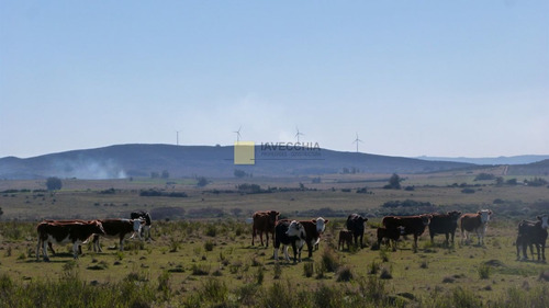 Imagen 14 de 20 de Venta De Campo De 80 Hectáreas Sobre Ruta 39