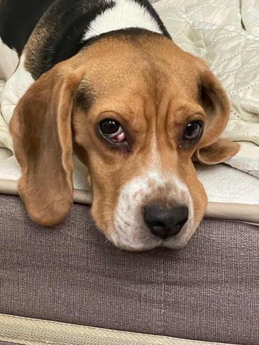 Beagle Hembra