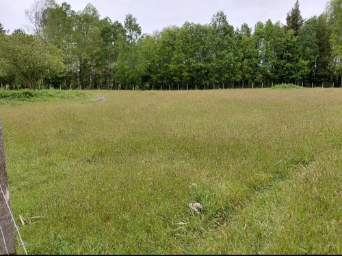 Venta Parcela 5000mts Cunco