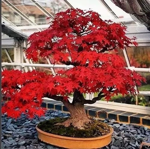 Semilla Arce Japones Palmeado Excelente+manual Del Bonsai