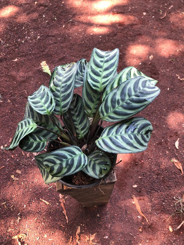 Calathea Ctenanthe Oppenhemiana.