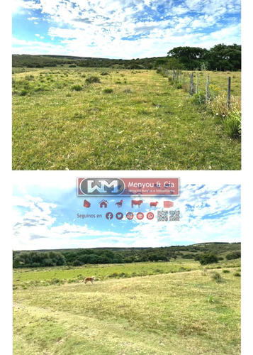 Venta Campo En Lavalleja 330 Has Ganadero Bueno Y Forestal Con Renta Estancia Completa