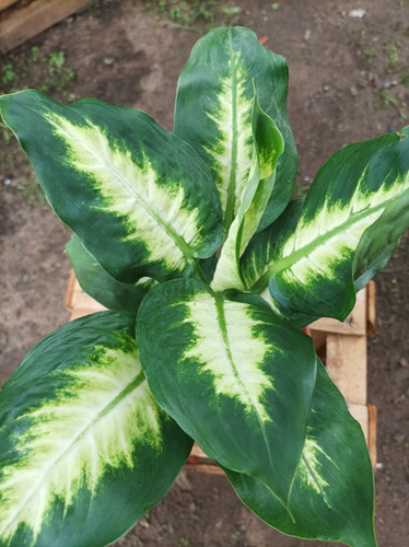 Planta Dieffenbachia Camila