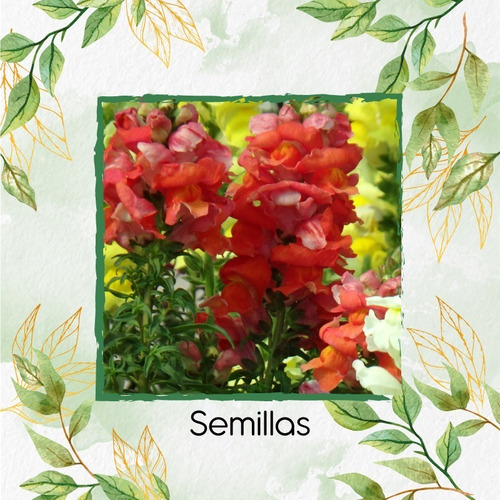 Sustrato Para Trasplante De Antirrhinum Majus Maximun