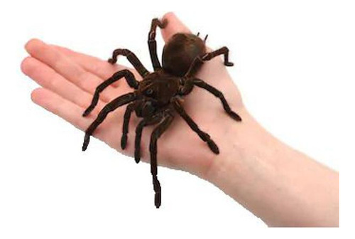 Aranha Na Mão - Magica The Web B