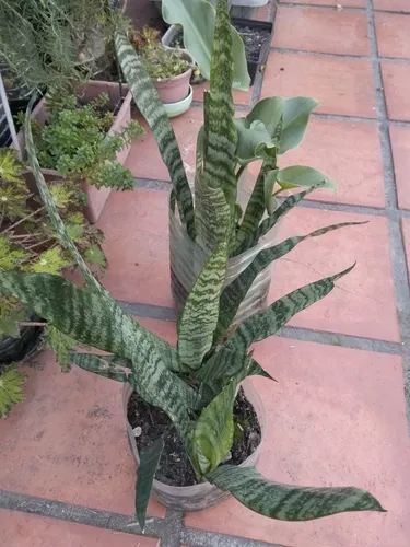 Espada San Jorge Sansevieria Gde. Para La Suerte