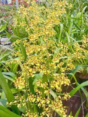 Orquideas Oncidium Sphacelatum Planta Lluvia De Oro | MercadoLibre