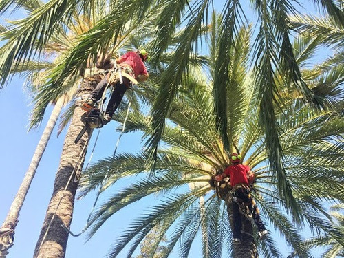 Imagen 3 de 5 de Poda Tala De Arboles Y Áreas Verdes
