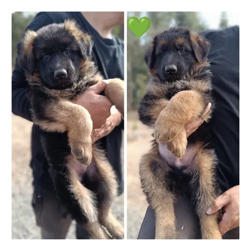 comprar Pastor Aleman Hermosos Y Originales,padres Inscritos