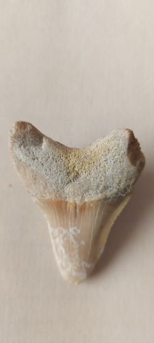 Diente Fósil De Tiburón Shark Tooth (Usado)
