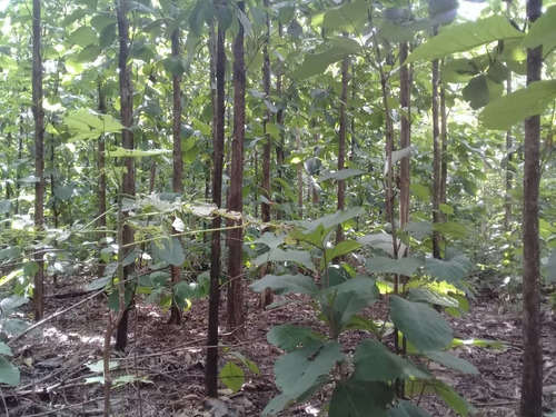 Imagen 10 de 14 de Se Vende Aserradero Edo Barinas