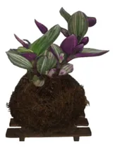 Comprar Kokedama Tradescantia Fluminense