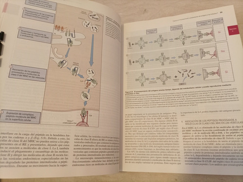 Libro. Inmunología Celular Y Molecular. 4a Ed. Abbas. (Usado)