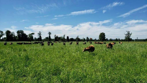 Parcelas En Frutillar, Bosque Y Praderas. Financiamiento