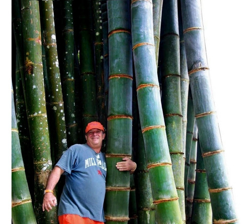 Imagem 1 de 10 de Bambu Gigante Mosso Moso Phyllostachys Pubescens Sementes