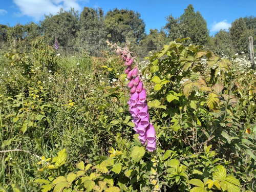 Parcela A Orilla De Camino En Totoral !