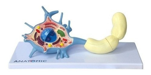 Modelo Anatômico Do Neurônio Motor (com Prancha Explicativa)