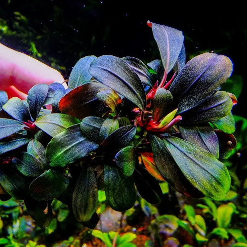 Bucephalandra Brownie Phoenix 