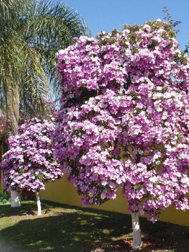 Frete Grátis Semente Manacá Da Serra Anão + Quaresmeira Roxa