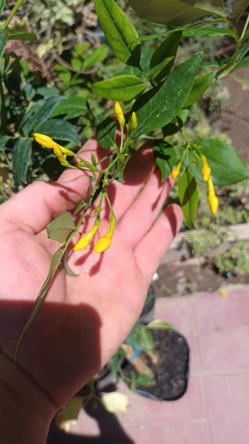 Plantas De Jazmin Italiano Flor Amarilla Perfumada