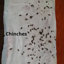 Comprar Fumigación Contra Chinches De Cama & Ácaros  100% Efectiva 