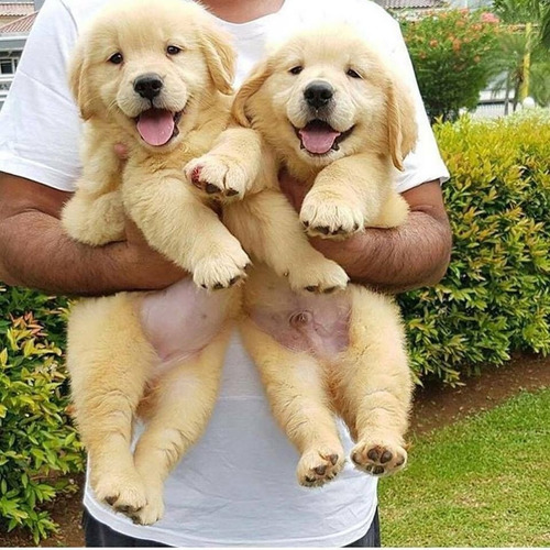 Cachorros Golden Retriever Dorado Machos Y Hembras !!