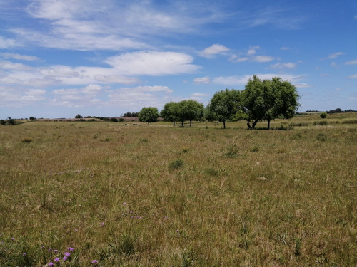 Imagen 12 de 14 de Campo A La Venta - Ruta 65 Km 90 - 11 Has . Índice Coneat 156, Ute Y Ose A 350 Mts.