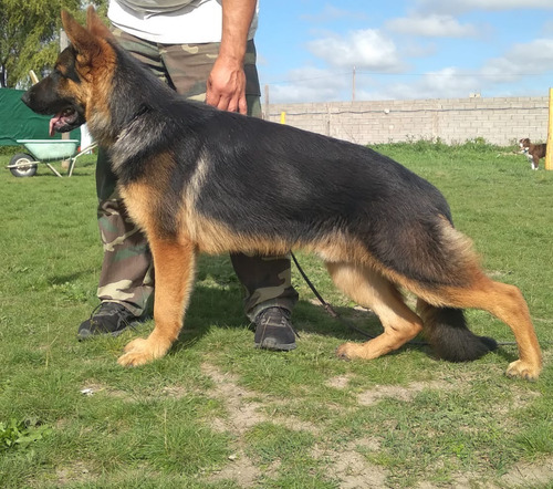 Servicio Ovejero Aleman - Busco Novia - Busco Hembra - Monta