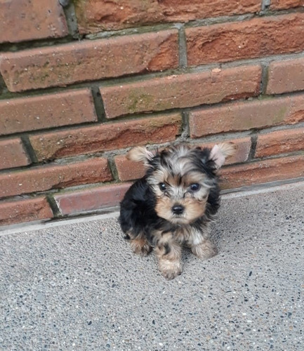 Cachorros De Yorkshire Mascotas Rionegro