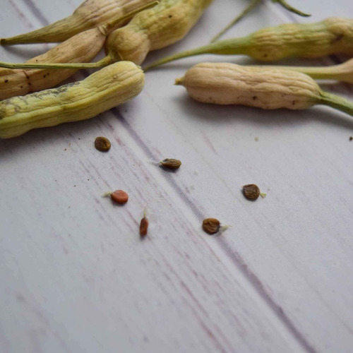 20 Semillas De Nabo Agroecológicas Huerta Melite