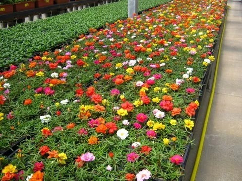 Onze Horas Dobrada Flor Portulacas Sortida Originais | MercadoLivre