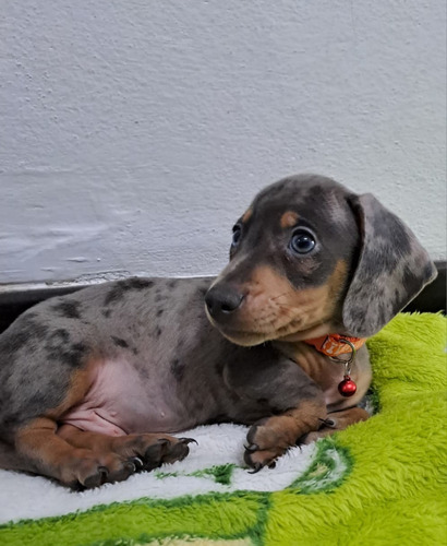 Perrito Salchichas Agua