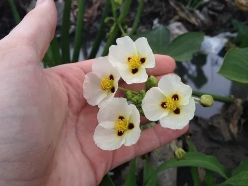 Saeta Sagittaria Montevidensis Planta Nativa Ribereña