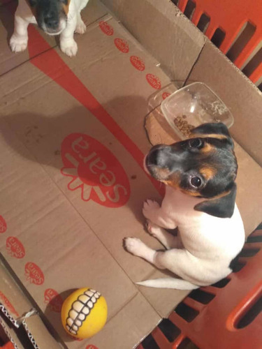 Imagem 1 de 5 de Animais