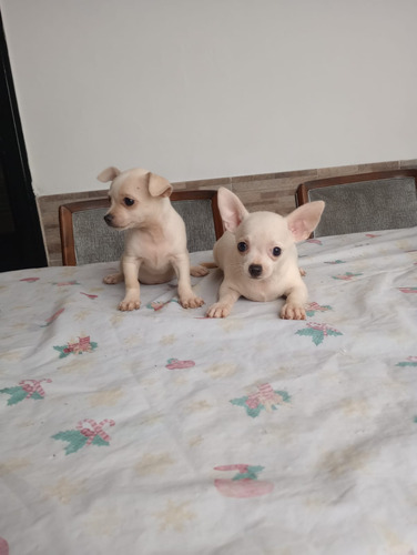 Chihuahua Cachorros