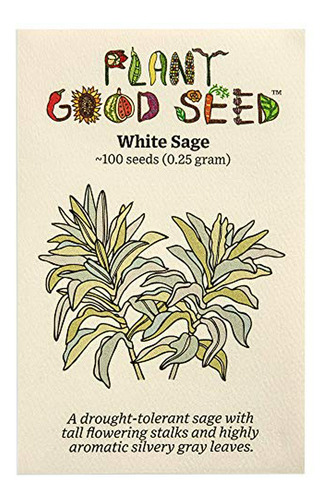 Semillas De Salvia Blanca (salvia Apiana) - Paquete De 100, 