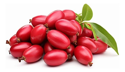 Planta De La Fruta Milagrosa (syncepalum Dulcificum) 