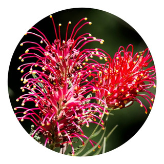 Flor Curcuma Vermelha | MercadoLivre 📦