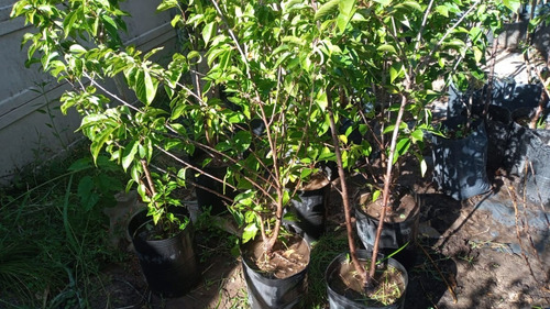 Imagen 4 de 10 de Cerezo Sakura Japonés - Para Maceta Balcón - E/gratis Caba
