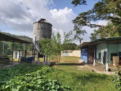 Imagen 3 de 11 de Precio Oportunidad Granja Aves Carlos Arvelo - Anggi Zerpa
